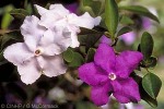 Enlarged Image of 'Brunfelsia pauciflora'