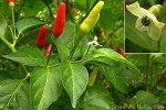 Enlarged Image of 'Capsicum frutescens'