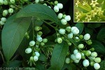 Enlarged Image of 'Cestrum nocturnum'