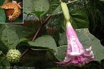 Enlarged Image of 'Datura metel'
