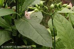 Enlarged Image of 'Nicotiana tabacum'