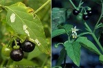 Enlarged Image of 'Solanum americanum'
