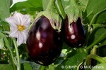 Enlarged Image of 'Solanum melongena'