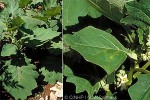Enlarged Image of 'Solanum repandum'