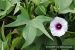 Enlarged Image of 'Ipomoea batatas'