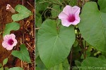 Enlarged Image of 'Ipomoea littoralis'