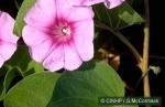 Enlarged Image of 'Ipomoea pes-caprae'