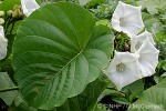Enlarged Image of 'Merremia peltata'