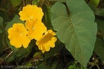 Enlarged Image of 'Merremia umbellata'