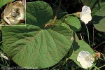 Enlarged Image of 'Operculina turpethum'
