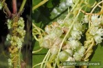 Enlarged Image of 'Cuscuta campestris'