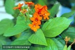 Enlarged Image of 'Cordia sebestena'