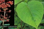 Enlarged Image of 'Clerodendrum buchananii var. fallax'