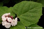 Enlarged Image of 'Clerodendrum chinense'