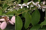 Enlarged Image of 'Congea tomentosa'