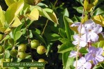 Enlarged Image of 'Duranta erecta'