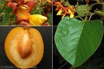 Enlarged Image of 'Gmelina arborea'