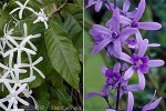 Enlarged Image of 'Petrea volubilis'