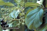 Enlarged Image of 'Premna serratifolia'