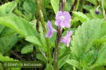 Enlarged Image of 'Stachytarpheta jamaicensis'
