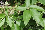Enlarged Image of 'Vitex trifolia var. trifolia'
