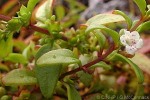 Enlarged Image of 'Nesogenes euphrasioides'
