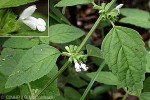 Enlarged Image of 'Leucas decemdentata'