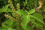 Enlarged Image of 'Ocimum gratissimum'