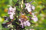 Enlarged Image of 'Rosmarinus officinalis'