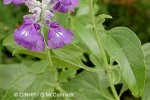 What Am I? Click to display answer!