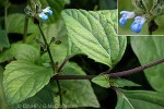 Enlarged Image of 'Salvia occidentalis'