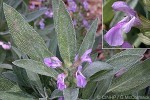 Enlarged Image of 'Salvia officinalis'