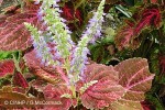 Enlarged Image of 'Solenostemon scutellarioides'
