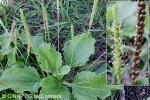 Enlarged Image of 'Plantago major'