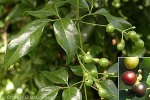 Enlarged Image of 'Jasminum didymum'