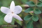 Enlarged Image of 'Jasminum grandiflorum'
