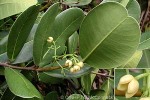 Enlarged Image of 'Noronhia emarginata'