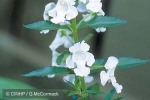 Enlarged Image of 'Angelonia salicariifolia'