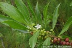 Enlarged Image of 'Myoporum wilderi'