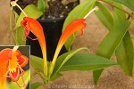 Enlarged Image of 'Aeschynanthus speciosus 'Rigel''