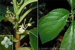 Enlarged Image of 'Cyrtandra rarotongensis'