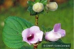Enlarged Image of 'Gloxinia perennis'