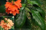 Enlarged Image of 'Crossandra infundibuliformis'
