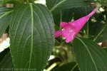 Enlarged Image of 'Diflugossa colorata'