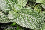 Enlarged Image of 'Fittonia verschaffeltii'