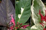 Enlarged Image of 'Graptophyllum pictum cvs.'