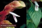 Enlarged Image of 'Justicia brandegeeana'