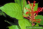 Enlarged Image of 'Odontonema tubiforme'