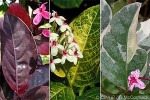 Pseuderanthemum (Pseuderanthemum carruthersii cvs.)