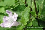 Enlarged Image of 'Ruellia prostrata'